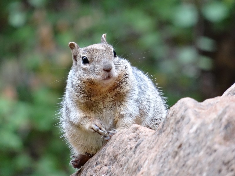 Zion Canyon National Park