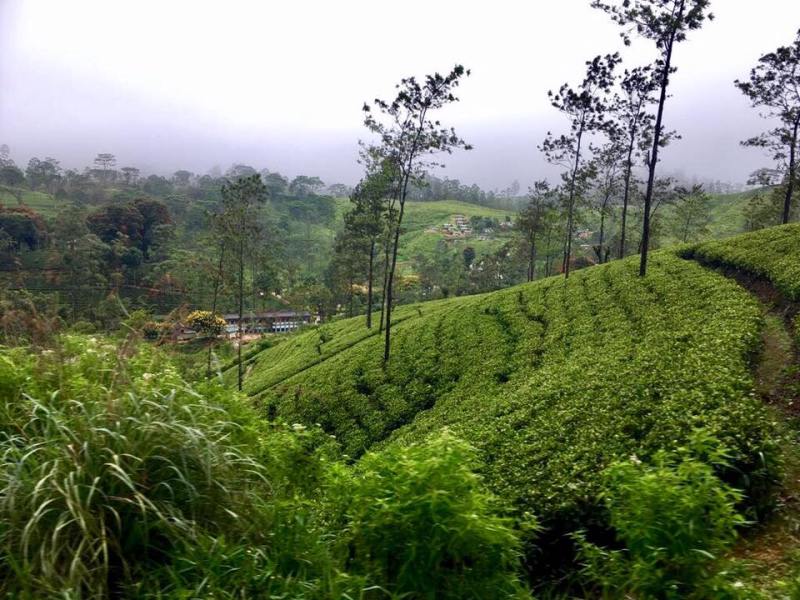 22007421_1678388605565483_7752619158571492428_n