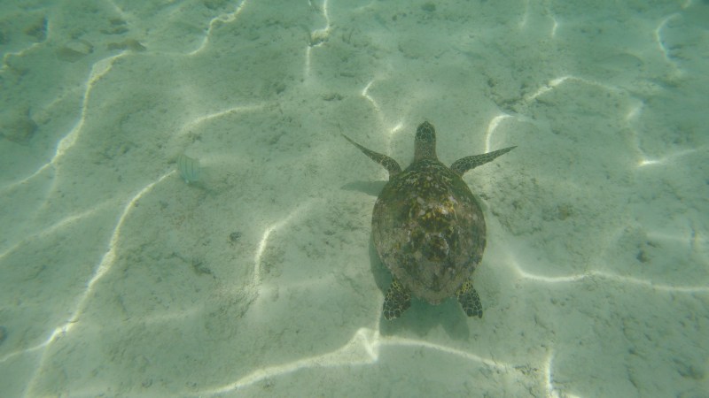 DCIM100GOPROG0230229.